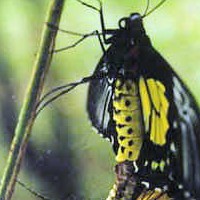 Thumbnail image for Bandilaan Butterfly Farm