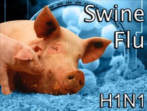 [swine flu[3].jpg]