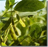 bean 1