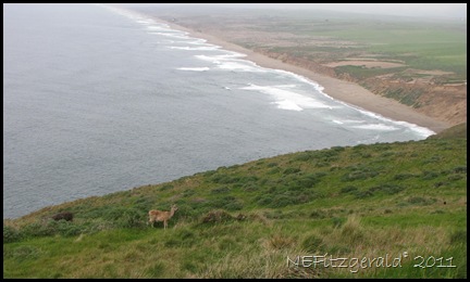 IMG_5917DeerOn PointReyes Headlands