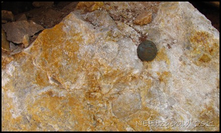 031_Fossil_ Brachiopod 031_Fossil_ Brachiopod
