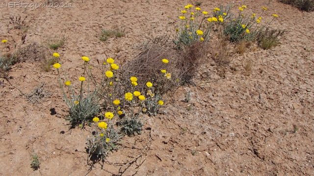 [DesertMarigold(a)[18].jpg]