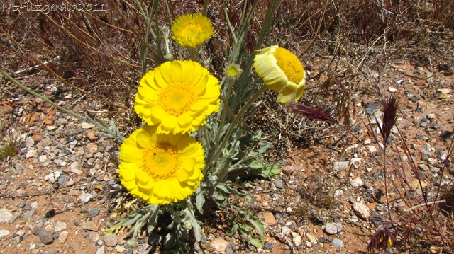 [DesertMarigold(b)[9].jpg]