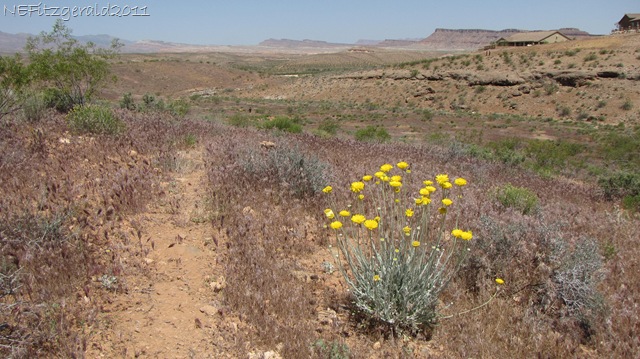 [(a)Desert Marigold[7].jpg]