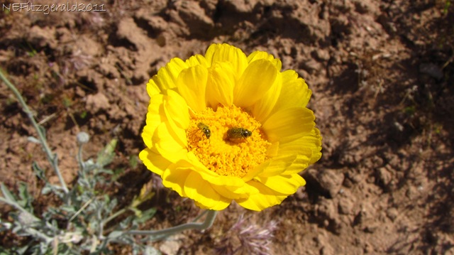 [(c)Desert Marigold[9].jpg]