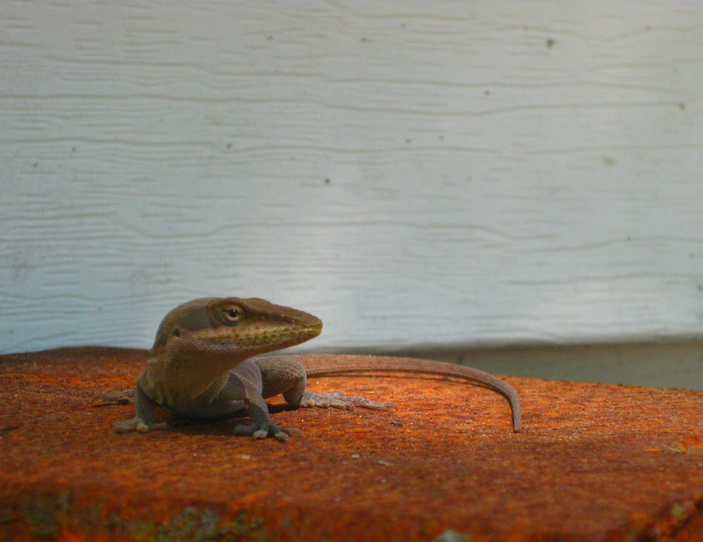 [lizard 005[20].jpg]