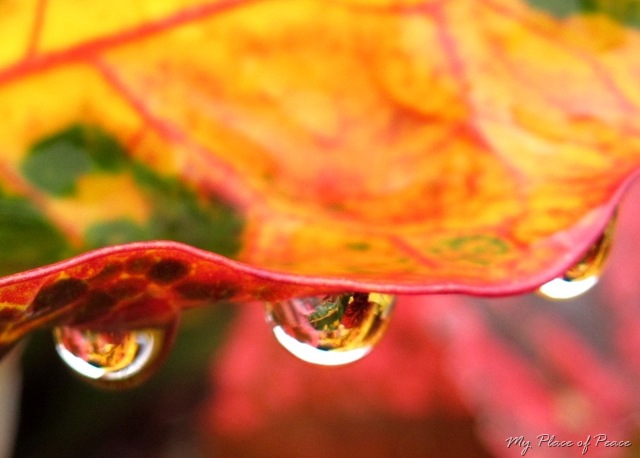[Leaf Reflection 4[2].jpg]