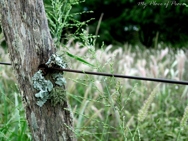 [Fence Post 2 Edited Small[11].jpg]