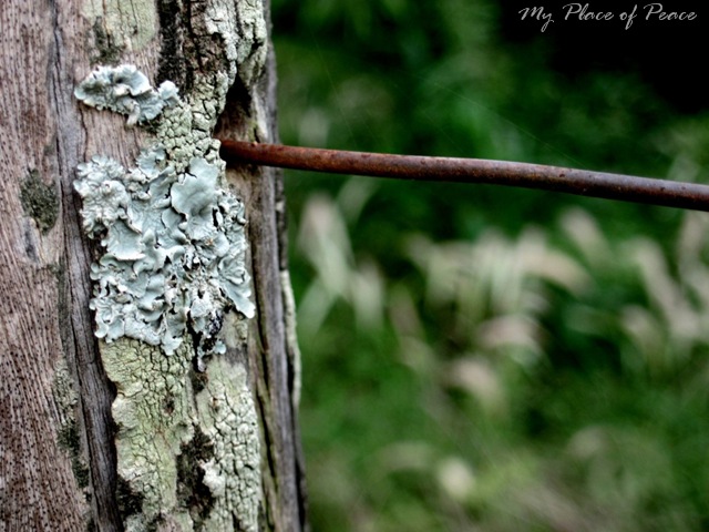 [Fence Post and Spider Web Small[6].jpg]
