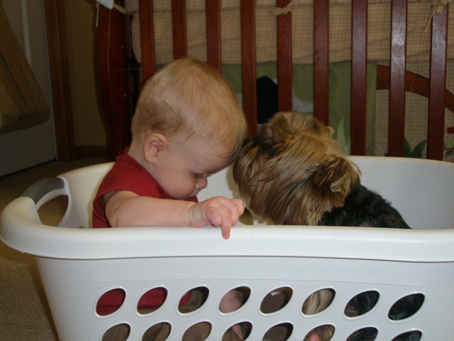 [Parker and Maya in the laundry basket 2009-06-11 008[2].jpg]