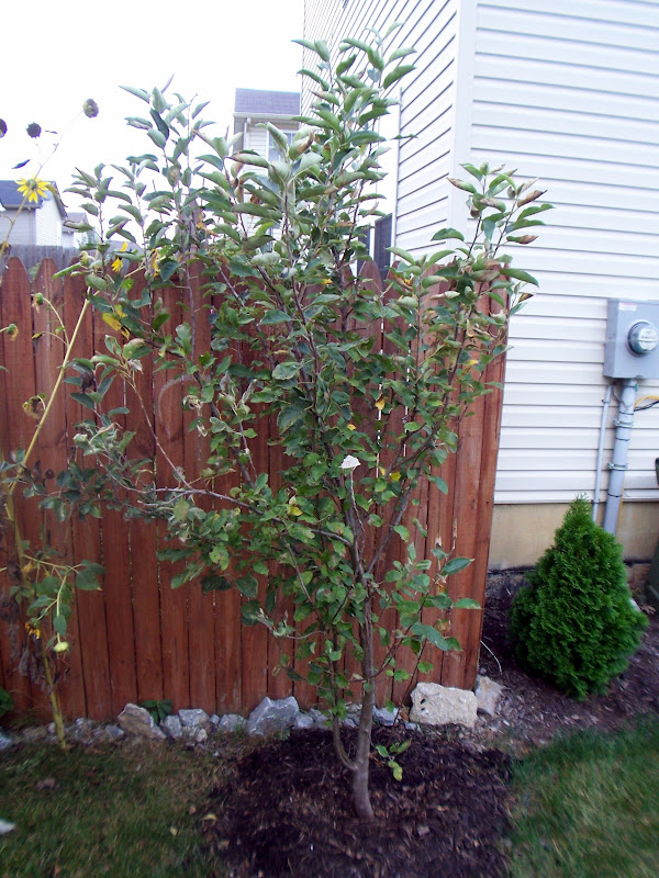 What plagues my Fuji Apple Tree? (Pics)