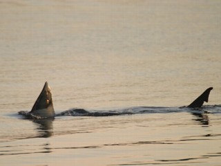 [Great_White_Sharks Cape Cod[3].jpg]