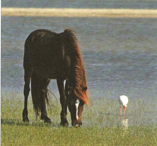 [Pony[4].jpg]