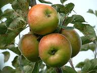 [English Apples[1].png]
