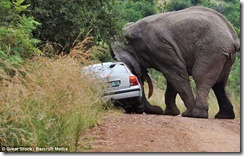 Elephant and car