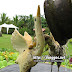 Lacson_mansion_ruins36.jpg