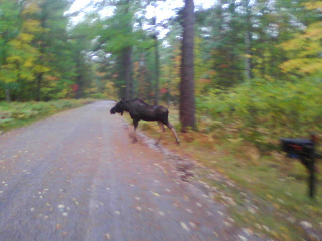 MooseSightingStormyLake MooseSightingStormyLake