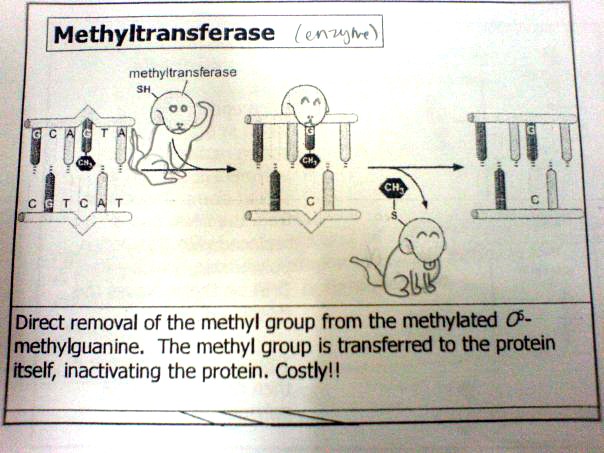 [Doggie Methyltransferase[2].jpg]