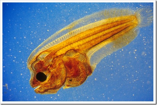 MicroPleuronectidae