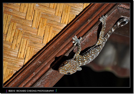 DSC_6997 DSC_6997