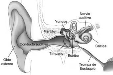 HUESO MAS GRANDE hueso mas grande:
