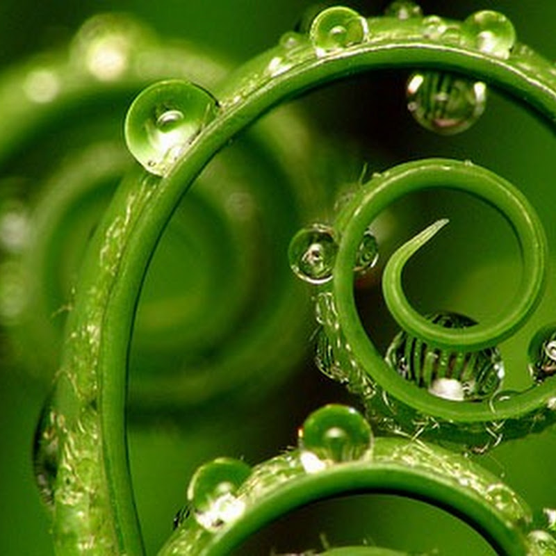 50 imágenes con técnica macrofotografía