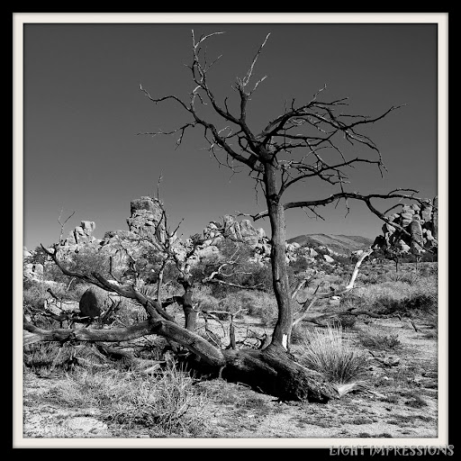 defiance