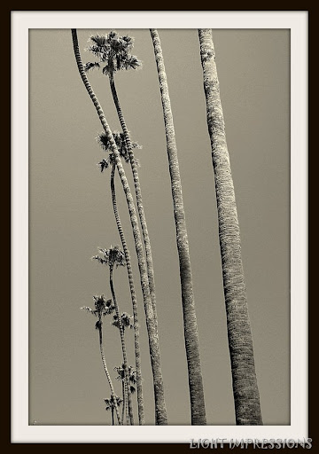 Sky-High Palms Carpinteria
