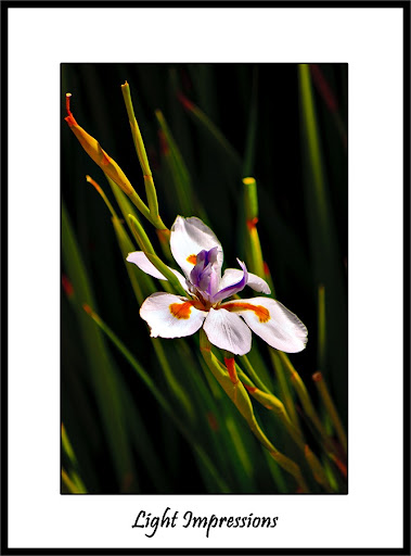 Lily