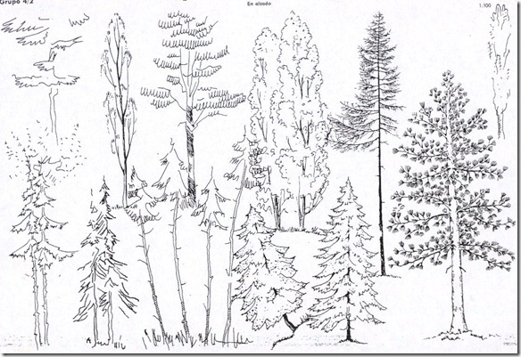 arboles croquis3