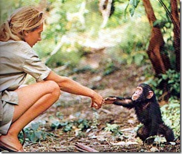 JaneGoodallBabyChimp