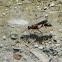 Thread-waisted Wasp
