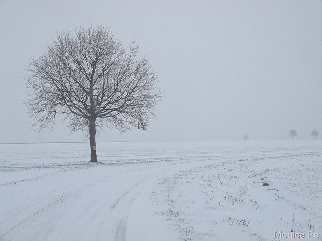 [fiocco di neve[10].jpg]
