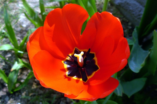 [Valentino e i tulipani-10[5].jpg]