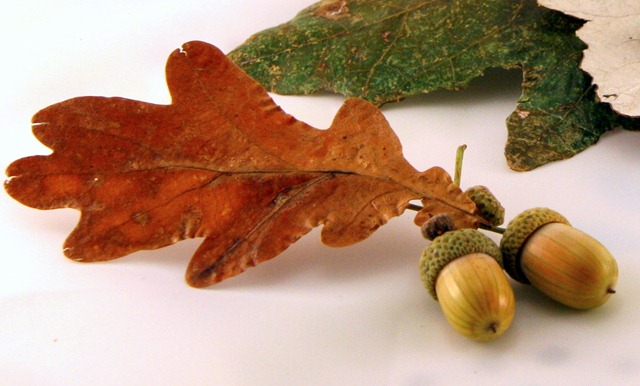 [Foglie spille-14[3].jpg]