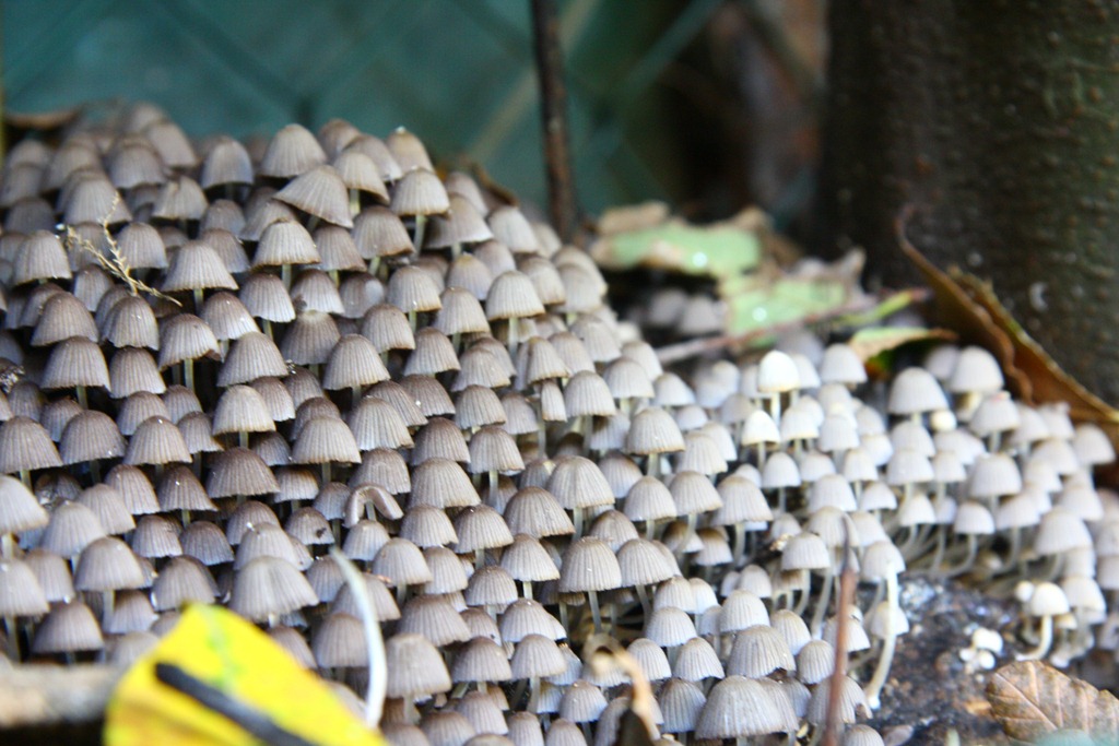 [Spilla collana-12[4].jpg]