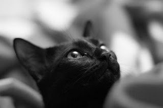 [shaan-chat-regard-lunatique[6].jpg]
