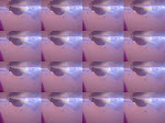 Guppy: Nascimento