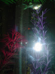 dsc00642.jpg