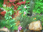 Aquário composto de plantas artificiais, pedras, cascalhos coloridos e natural e como não podia faltar bilas (ou quase)