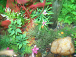 Aquário composto de plantas artificiais, pedras, cascalhos coloridos e natural e como não podia faltar bilas (ou quase)