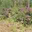 P5150636.JPG