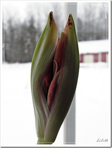 amaryllis med ram