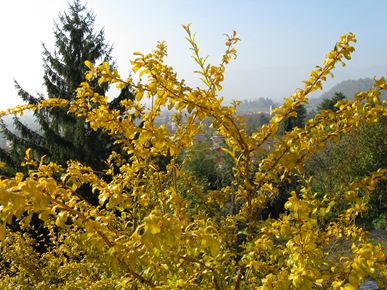 Immagine 005