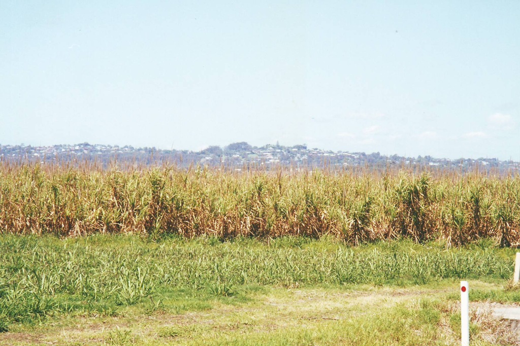 [b27 Sugar Cane[2].jpg]
