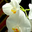 Phalaenopsis