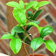 Osmanthus fragrans