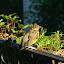 greyslate's Wrought Iron Overlook garden