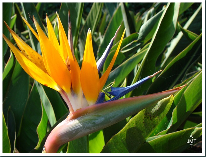 DSC03358-strelitzia-reginae (oiseau de paradis) F musaceae BW