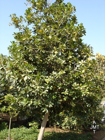 [DSC05301W1-manilkara-zapota ou achras sapota (sapotillier) F sapotaceae BW[4].jpg]